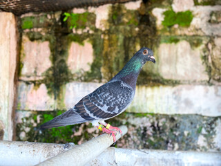 A Close-Up View of a Striking Racing Pigeon Perched on a Pipe Against a Mossy Brick Wall Background