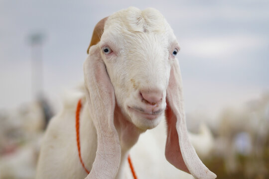 Close-up of a beautiful white goat, with distinct features, ready for Eid ul Adha Qurbani