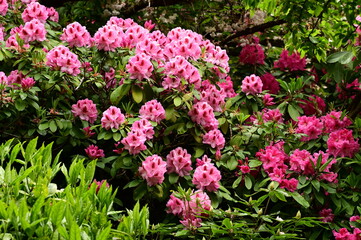 Beautiful and colorful flowers in bloom at the Butchart Gardens, Victoria, BC, Canada