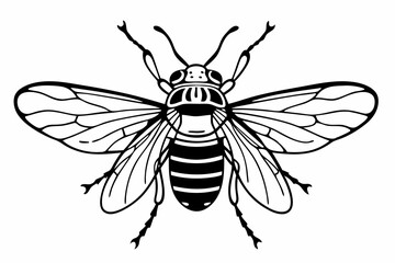 Obraz premium insect, fly, bee, macro, isolated, bug, nature, wing, animal, white, honey, wasp, wings, flower, closeup, black, close-up, horsefly, vintage, vector, yellow, leaf, illustration, pest, housefly