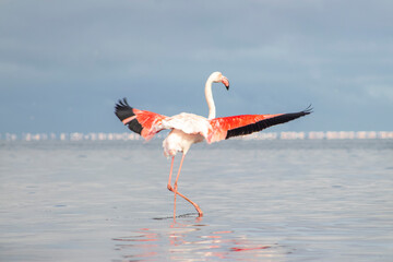 Fototapeta premium Elegant pink flamingo wading through a vivid blue lagoon on a sunny day. Ideal for wildlife, birdwatching, tropical nature, and travel-related creative content.