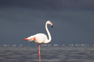 Elegant pink flamingo wading through a vivid blue lagoon on a sunny day. Ideal for wildlife, birdwatching, tropical nature, and travel-related creative content.
