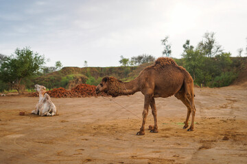 Majestic Dromedary camels at Eid ul Adha market, ready for Qurbani, symbolizing tradition and...