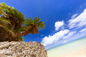 南国の鼓動：石垣島平久保、力強いソテツと紺碧の海を見上げる Pulse of the Tropics: Looking Up at a Powerful Sago Palm and Deep Blue Sea in Hirakubo, Ishigaki