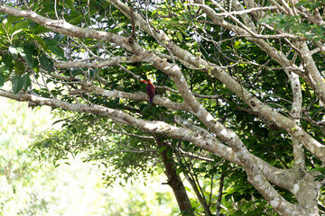 枝上の赤い閃光：石垣島で出会った野生のアカショウビン A Red Flash on the Branch: Wild Ruddy Kingfisher Encountered in Ishigaki