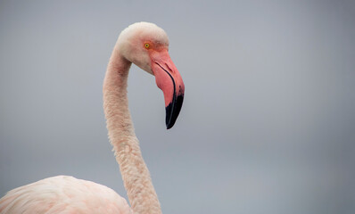 Naklejka premium Vibrant close-up of a flamingo on a blue background, ideal for design use, nature illustrations, travel content, or animal-themed creative projects.