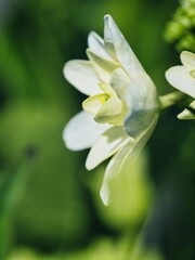 Tokyo, Japan - June 1, 2025: Closeup of hydrangea flower in early summer
