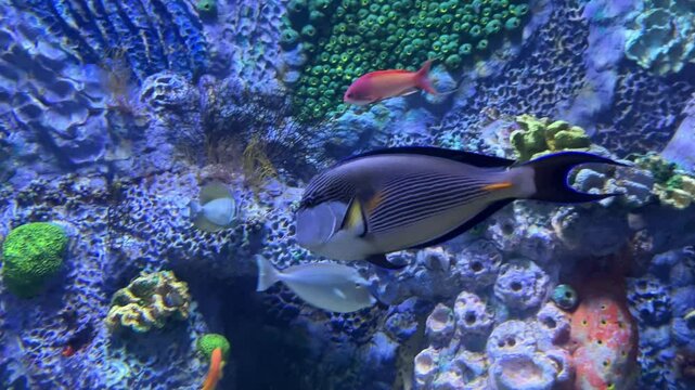 Colorful tropical fish swimming in vibrant coral reef aquarium.