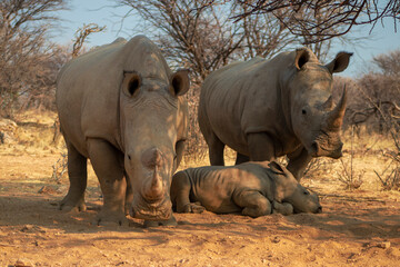 Three rhinoceroses — a family group with mother, father, and baby — stand peacefully in their...