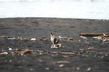 Photo of a cat on a beach full of trash.