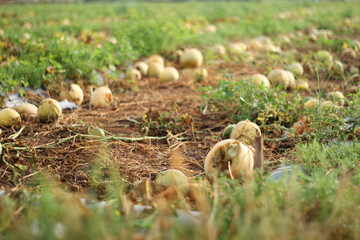 Photo of melons in the garden that failed to harvest.