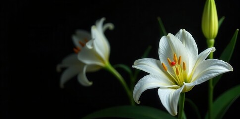 Fototapeta premium Delicate white lilies in full bloom, petals unfurled against black , oriental lily, macro, still life