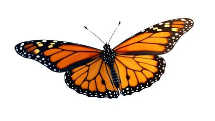 Fototapeta premium Butterfly PNG with white background