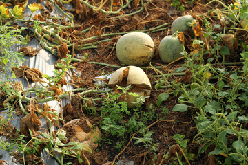 Photo of melons in the garden that failed to harvest.