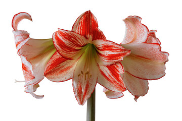 Alluring amaryllis flowers with bright red and white stripes