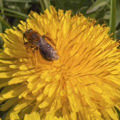 A bee collecting pollen from a bright yellow dandelion flower on a sunny day