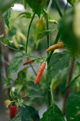 Close-Up of Fresh Chili Peppers Growing on a Plant in a Field