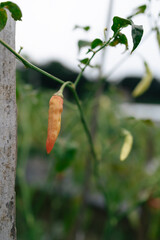 Close-Up View of a Ripe Chili Pepper on a Plant
