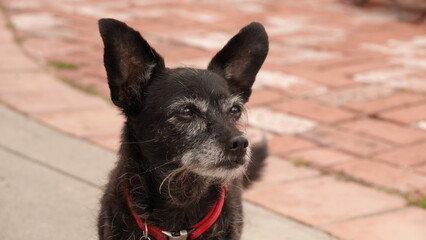 Portrait of a senior dog (terrier - chihuahua mix)