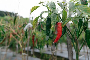 Vibrant Red and Green Chili Peppers Growing on Thriving Plants in a Garden