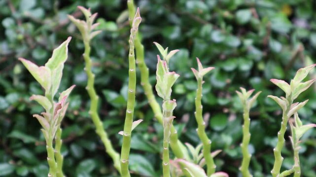 Pedilanthus tithymaloides or  zigzag plant