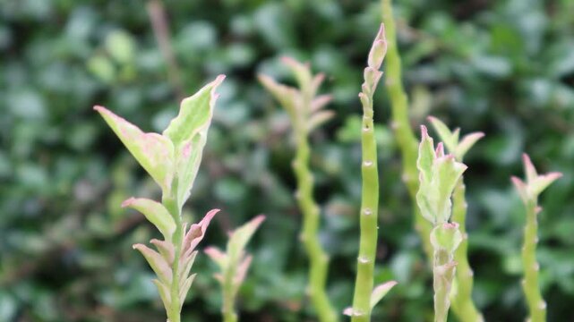 Pedilanthus tithymaloides or  zigzag plant