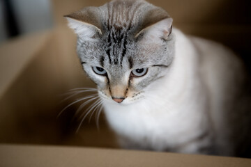 段ボール箱の中で静かに座るサバトラ猫