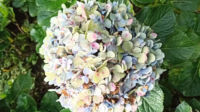 beauty of Hydrangea macrophylla 