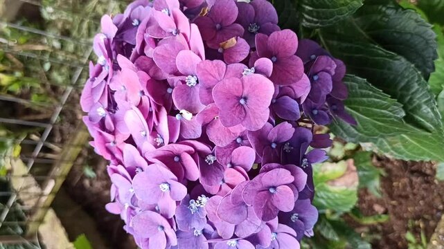 beauty of Hydrangea macrophylla 