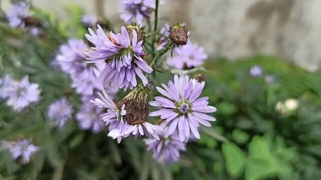 purple aster flowers