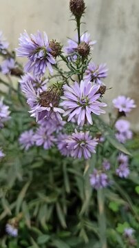 purple aster flowers