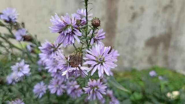 purple aster flowers