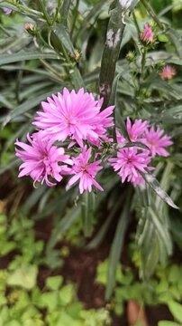 the pink aster flower