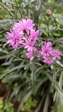 the pink aster flower