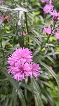 the pink aster flower