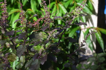 A close-up shot reveals the vibrant purple-green leaves and delicate flower spikes of a Holy Basil plant, possibly Krishna Tulsi, amidst lush greenery