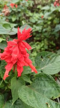 Salvia splendens in the garden