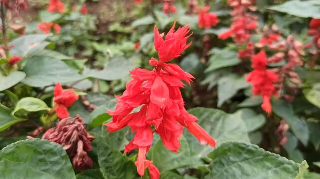 Salvia splendens in the garden