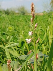 asphodelus tenuifolius flower or onionweed flower pattern in the garden 