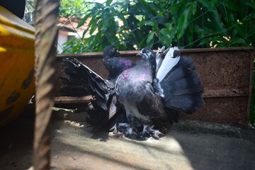 Two striking pigeons, likely Indian Fantails, display their beautiful dark plumage, one with a distinctive white fan tail, in a rustic outdoor setting