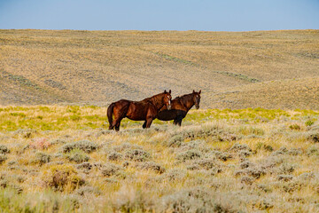 Two wild horses
