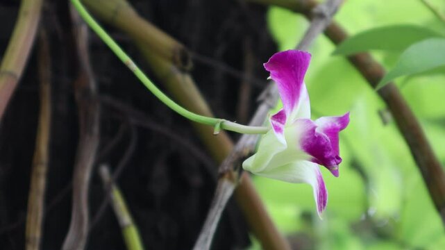 Close up White and soft Pink orchid flower
