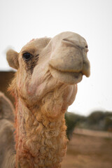 Detailed close-up of a camel's head, perfect for desert wildlife, travel, and cultural content.