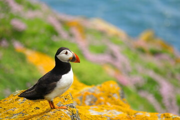 Atlantic Ocean Parrot Like SeaBird Mating Season Gathering | Peaceful Relaxing Saltee Island Common Puffin Laptop Phone Wallpaper