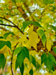 Yellow and Green Ashleaf Maple Leaves with Bokeh Soft Focus Vertical Photo