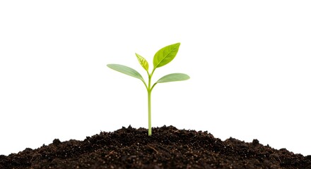 Fototapeta premium Small green plant seedling sprouting from soil, symbolizing new life and growth in nature