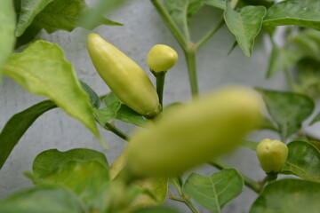 GReen chilli on a tree