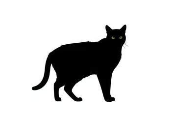 Obraz premium Elegant Black Cat Silhouette, Majestic and Mysterious Feline