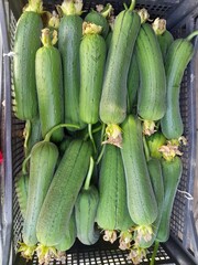 Sponge gourd vegetables. Healthy nutritional raw food sponge gourd. Chinese sponge gourd vegetables. 