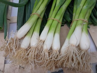 Spring onions or green onion leaves raw vegetable salad. Culinary vegetable green onion.
